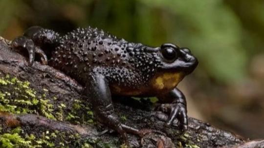 El jambato fue redescubierto en Angamarca en el 2016 y es el único sitio donde se ha confirmado su presencia desde entonces