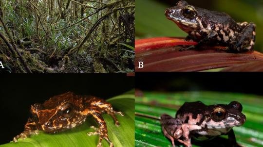 El género 'Pristimantis' cuenta con más de 600 especies reconocidas a nivel global, y Ecuador alberga cerca del 43 % de ellas.