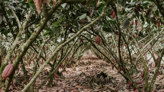 Un informe de la ONU advierte sobre riesgos para cultivos, ganadería y pesca en regiones cálidas