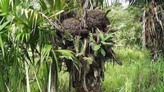 Se estableció la prohibición por cinco años de la exportación de semillas de tagua