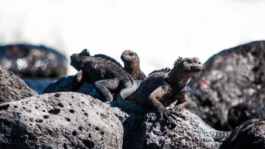 En la categoría de países más deseados del mundo, Ecuador se ubicó en el décimo lugar