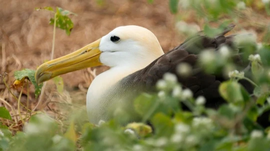 En 2024 al menos 230 pescadores desaparecieron y 60 fueron asesinados en el mar