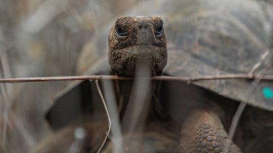 El programa de conservación se desarrolla en centros de crianza ubicados en San Cristóbal, Isabela y Santa Cruz