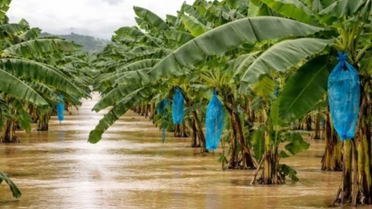 Uno de los principales problemas es la enfermedad del moko, causada por la bacteria Ralstonia solanacearum