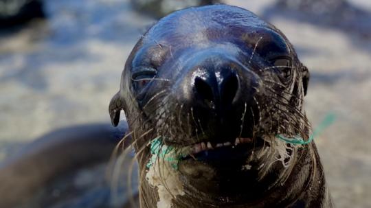 Los puntos críticos de contaminación se concentran especialmente en Guayas, Manabí, Esmeraldas y El Oro