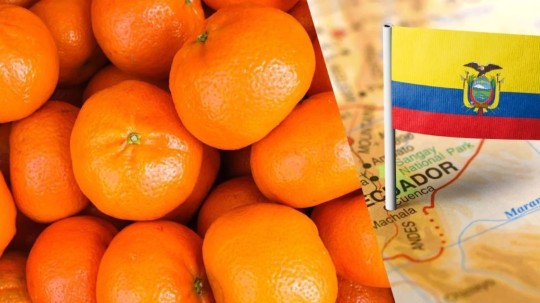 Ecuagroimport prepara nuevos envíos de esta variedad de cítrico tras su primera exportación realizada en 2025