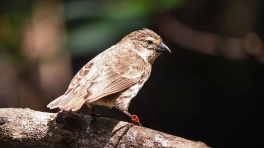 El Parque Nacional Galápagos y la Fundación Charles Darwin reportaron 25 nuevos volantones y 20 parejas activas de esta especie endémica