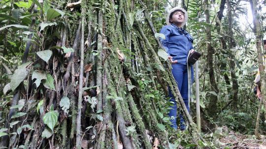 La agricultura puede optimizar la reforestación al organizar cultivos de plántulas en pisos, para luego trasplantarlas al terreno 