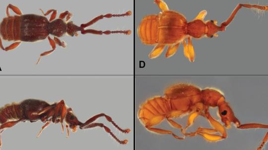 12 especies fueron ubicadas en Napo