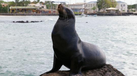 La medida se alinea a una tendencia global que incluye a Francia, Japón, Italia, Estados Unidos, Tailandia y Bután