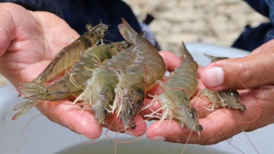 El año pasado las ventas externas del sector superaron los USD 8.400 millones, consolidando su peso en la matriz exportadora