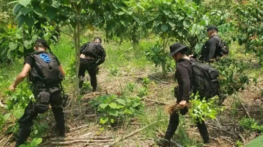 El informe advierte que la expansión de los cultivos de coca está estrechamente vinculada con la degradación ambiental