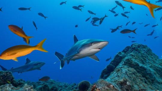 Las áreas marinas protegidas brindan protección a las comunidades marinas frente a prácticas de pesca insostenibles