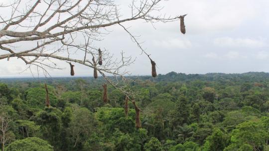 El estudio recopiló datos de 1.733 municipios que representan más del 74 % de la Amazonía