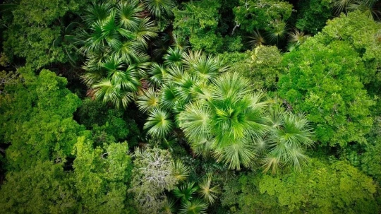 La coordinación entre sectores busca fortalecer la protección de los bosques y promover el desarrollo sostenible en zonas vulnerables