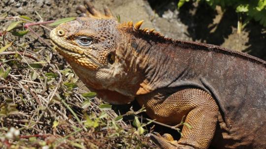 Antes de su traslado, las iguanas permanecieron de 15 a 20 días en cuarentena