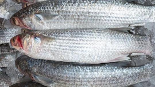 Los resultados evidenciaron que el parásito estaba alojado en el tejido muscular del pescado