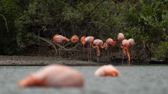 Monitoreo oficial registra 246 individuos y mantiene tendencia sostenida en la última década