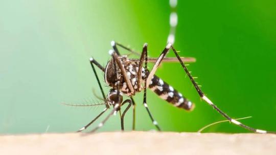 El sistema de vigilancia epidemiológica y las estrategias de control se mantienen activos