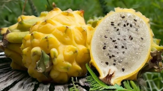 El acuerdo apunta a ampliar esa canasta hacia nuevos productos agrícolas con mayor valor agregado