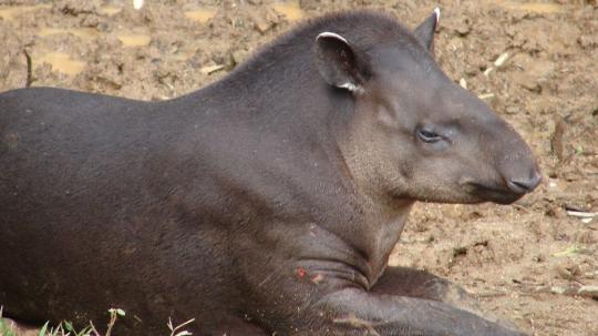 La especie es considerada una de las más amenazadas de la región andina
