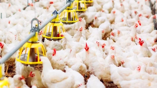 El encarecimiento del material genético importado desde Colombia presiona los costos de producción de pollo y huevos y podría trasladarse a los consumidores