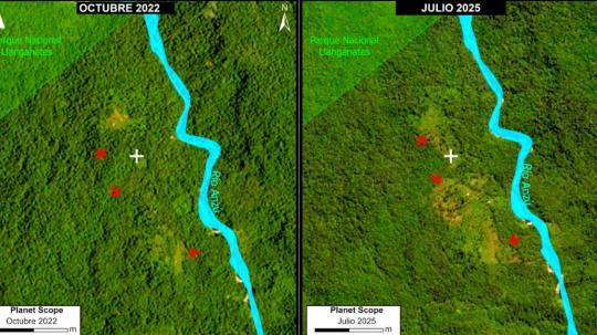 Los pastizales se han convertido en uno de los principales motores de la deforestación