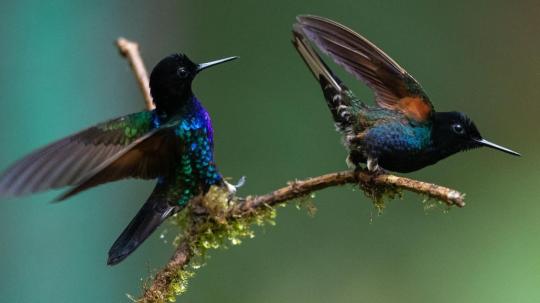 Para la observación de aves urbanas destaca el Jardín Botánico, donde se han registrado un total de 170 especies