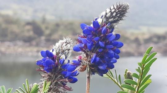 La Dalea coerulea prospera tanto en áreas naturales como en entornos urbanos