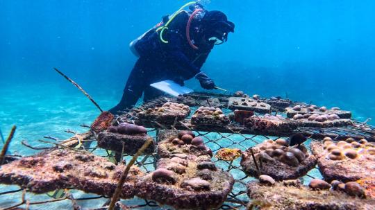 De acuerdo con la organización estadounidense sin fines de lucro Galapagos Conservancy, los corales actúan como barreras naturales contra tsunamis, olas y otros fenómenos