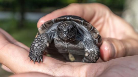 El Zoológico de Miami lo postuló para un Récord Guinness
