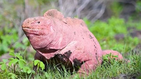 Fueron encontradas durante una expedición científica al volcán Wolf