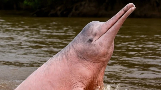 Una investigación revela los principales factores que ponen en riesgo la supervivencia de los delfines rosados y grises