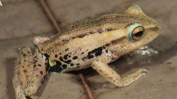 Descubren nuevas especies de ranas en los bosques de bambú del sur de Ecuador