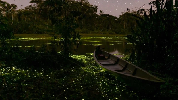 Las luciérnagas iluminan Limoncocha en un espectáculo mágico