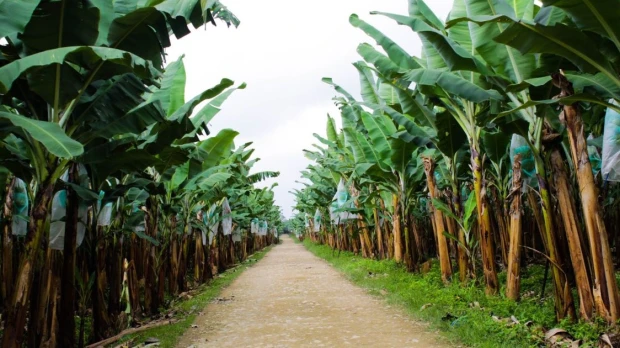 Gobierno activa emergencia fitosanitaria por hongo Fusarium Raza 4 en finca bananera 