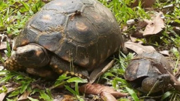 21 animales silvestres volvieron a su hábitat natural en Orellana 
