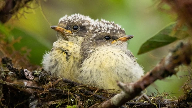 7 pájaros brujos nacieron en Galápagos