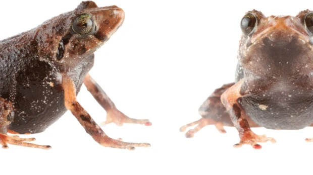 2 nuevas especies de ranas fueron descubiertas en la cordillera oriental