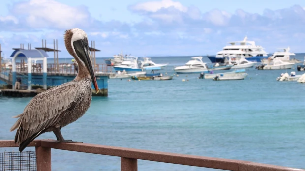 Ecuador oficializará nueva reserva marina de Galápagos
