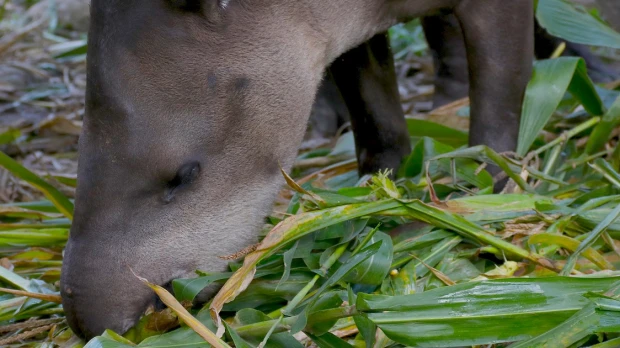 Mamíferos nativos de la Amazonía ecuatoriana, en la gastronomía de los kichwas 