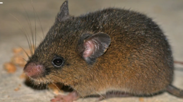 Nueva especie de roedor fue descrita en Napo