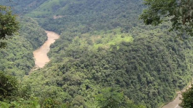 Hallan nueva especie vegetal en la Amazonía ecuatoriana
