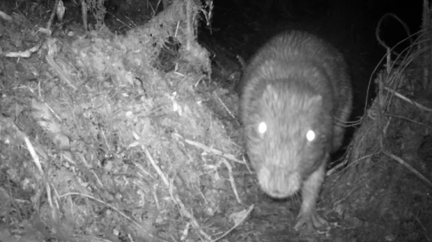 Cámaras trampa identifican varios mamíferos en el Parque Sangay