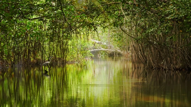 Fondo Verde para Clima asigna a Ecuador 36,4 millones de dólares para conservar manglares