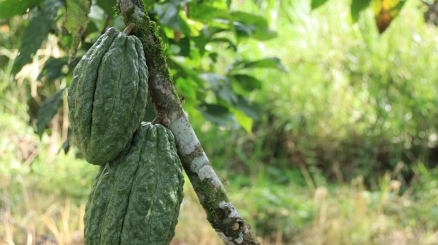 Ecuador en diálogo con la UE sobre normativa de deforestación