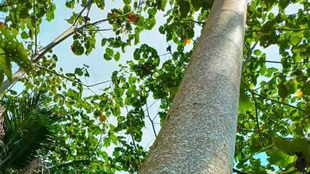 Madera de balsa abre nueva posibilidad energética 