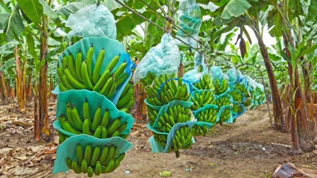 La Cepal mejora la perspectiva para Ecuador la economía crecería un 2,4 % en 2026