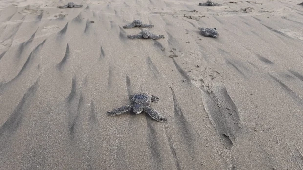 Nacen en Ecuador las primeras tortugas marinas laúd en cuatro décadas
