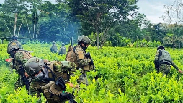Ejército destruye más de 60.000 plantas de coca en Sucumbíos